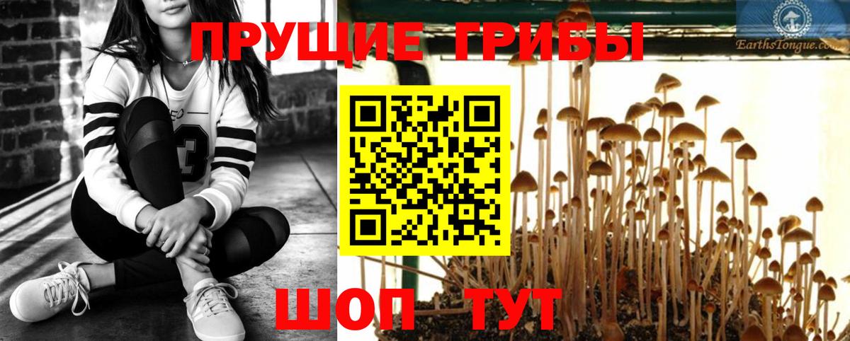 Псилоцибиновые грибы Psilocybine cubensis Дедовск